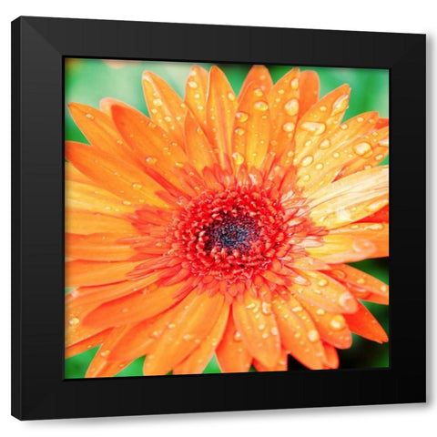 Mixed Gerber I Black Modern Wood Framed Art Print by Bryant, Susan