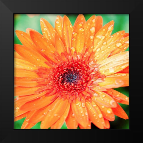 Mixed Gerber I Black Modern Wood Framed Art Print by Bryant, Susan