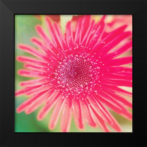 Pink Fun II Black Modern Wood Framed Art Print by Bryant, Susan