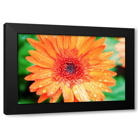 Orange Gerbera Black Modern Wood Framed Art Print with Double Matting by Bryant, Susan