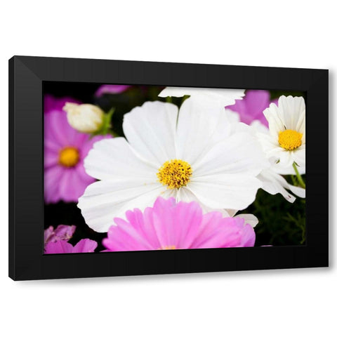 Daisies II Black Modern Wood Framed Art Print by Bryant, Susan