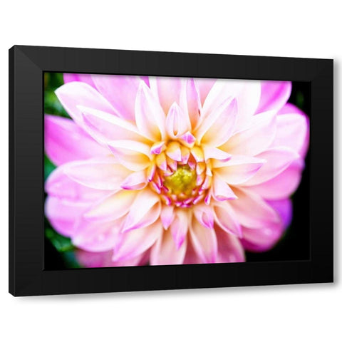 Pink Explosion II Black Modern Wood Framed Art Print by Bryant, Susan