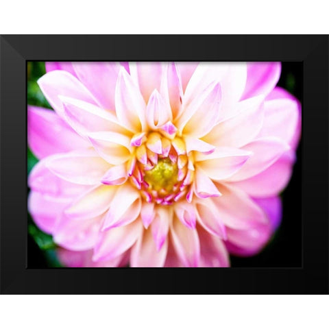 Pink Explosion II Black Modern Wood Framed Art Print by Bryant, Susan