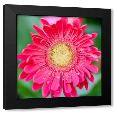 Mixed Gerber II Black Modern Wood Framed Art Print by Bryant, Susan