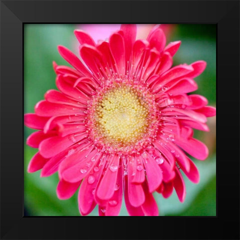 Mixed Gerber II Black Modern Wood Framed Art Print by Bryant, Susan