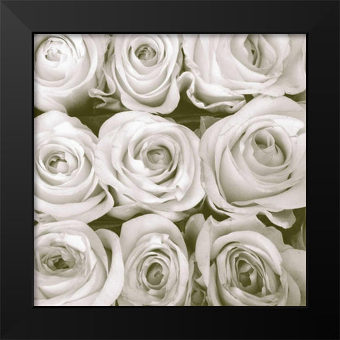 Rose In Bloom Square Black Modern Wood Framed Art Print by Peck, Gail