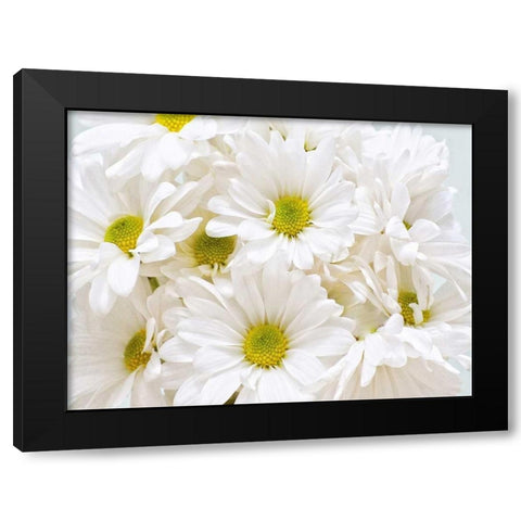 Bunch of White Daisies Black Modern Wood Framed Art Print with Double Matting by Peck, Gail
