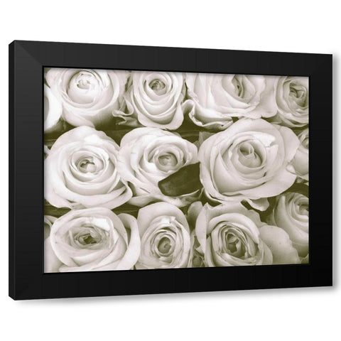 Rose In Bloom Black Modern Wood Framed Art Print by Peck, Gail