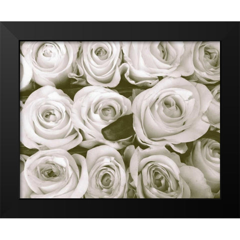 Rose In Bloom Black Modern Wood Framed Art Print by Peck, Gail