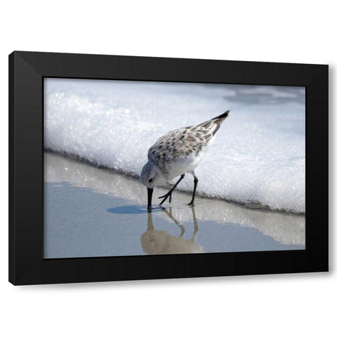 Sandpiper I Black Modern Wood Framed Art Print by Nawrocke, Bruce