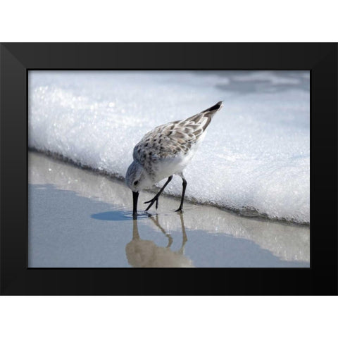 Sandpiper I Black Modern Wood Framed Art Print by Nawrocke, Bruce