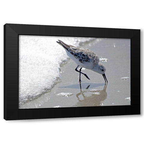 Sandpiper II Black Modern Wood Framed Art Print with Double Matting by Nawrocke, Bruce
