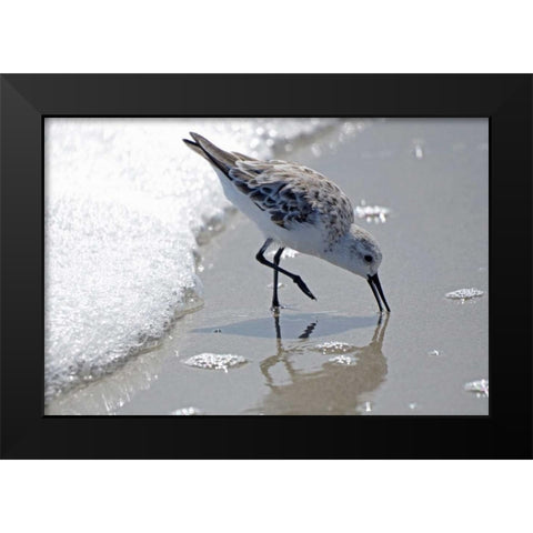 Sandpiper II Black Modern Wood Framed Art Print by Nawrocke, Bruce