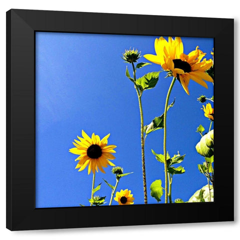 Sunflowers and Sky Black Modern Wood Framed Art Print by Saghini, Lisa Hill