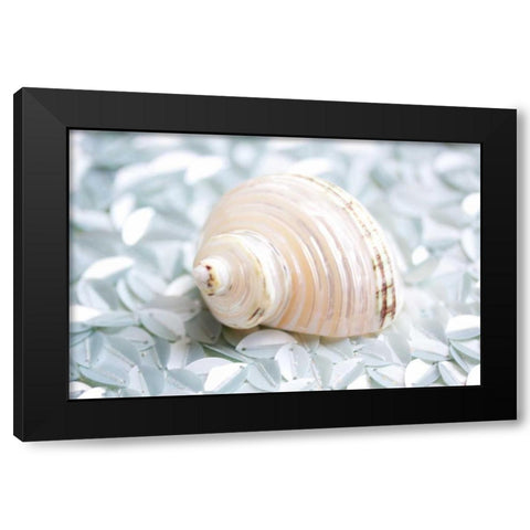 Shimmer Shells IV Black Modern Wood Framed Art Print with Double Matting by Bryant, Susan