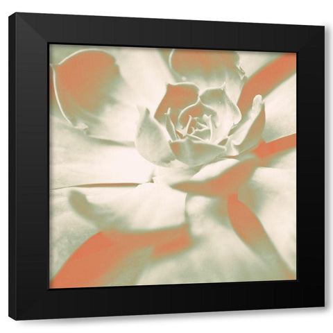 Terracotta Succulent Black Modern Wood Framed Art Print by Bryant, Susan