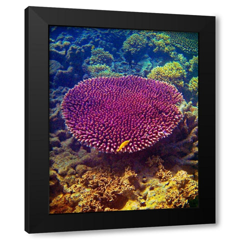 Barrier Reef Coral II Black Modern Wood Framed Art Print by Mansfield, Kathy