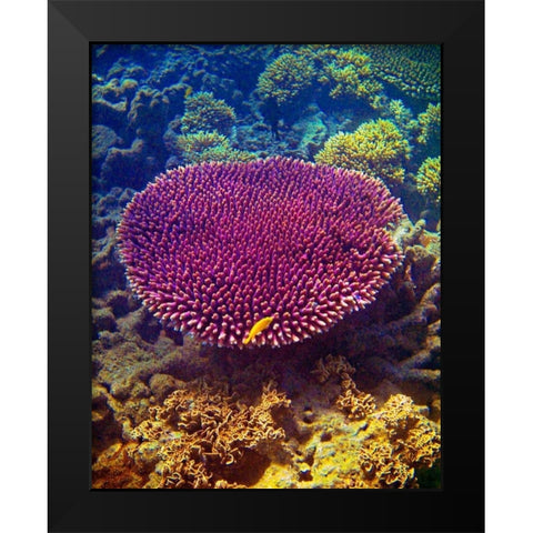 Barrier Reef Coral II Black Modern Wood Framed Art Print by Mansfield, Kathy