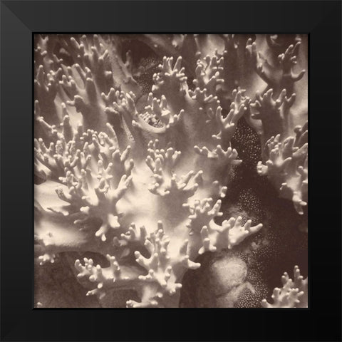 Sepia Barrier Reef Coral I Black Modern Wood Framed Art Print by Mansfield, Kathy