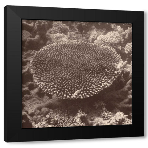 Sepia Barrier Reef Coral II Black Modern Wood Framed Art Print with Double Matting by Mansfield, Kathy