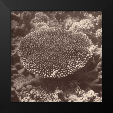 Sepia Barrier Reef Coral II Black Modern Wood Framed Art Print by Mansfield, Kathy