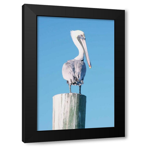 Pelican Perched I Black Modern Wood Framed Art Print with Double Matting by Mansfield, Kathy