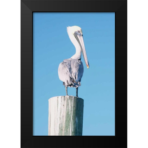 Pelican Perched I Black Modern Wood Framed Art Print by Mansfield, Kathy