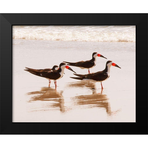Black Skimmers I (close up) Black Modern Wood Framed Art Print by Mansfield, Kathy