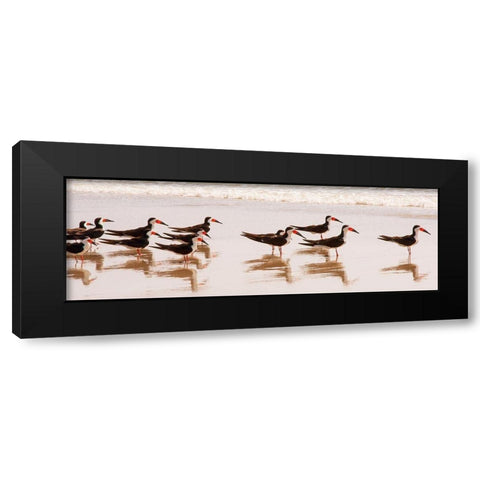 Black Skimmers I Black Modern Wood Framed Art Print with Double Matting by Mansfield, Kathy