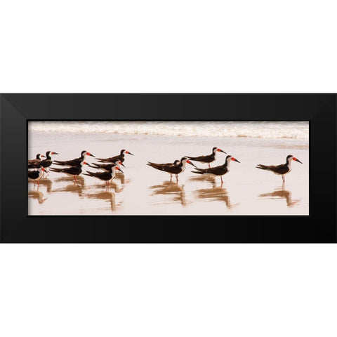 Black Skimmers I Black Modern Wood Framed Art Print by Mansfield, Kathy