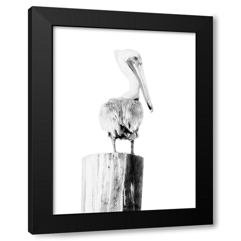 BW Pelican Black Modern Wood Framed Art Print by Mansfield, Kathy