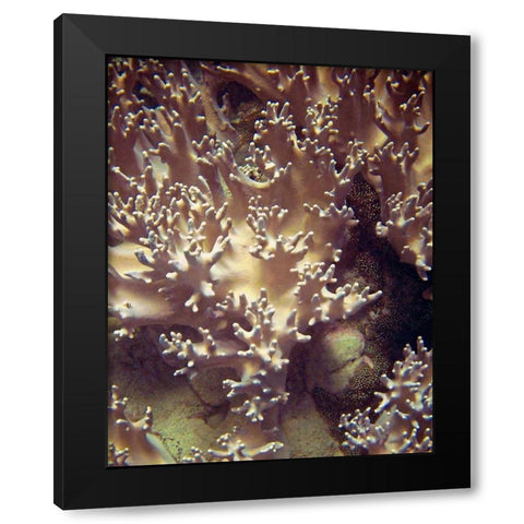 Barrier Reef Coral I Black Modern Wood Framed Art Print with Double Matting by Mansfield, Kathy