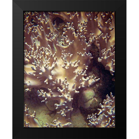 Barrier Reef Coral I Black Modern Wood Framed Art Print by Mansfield, Kathy