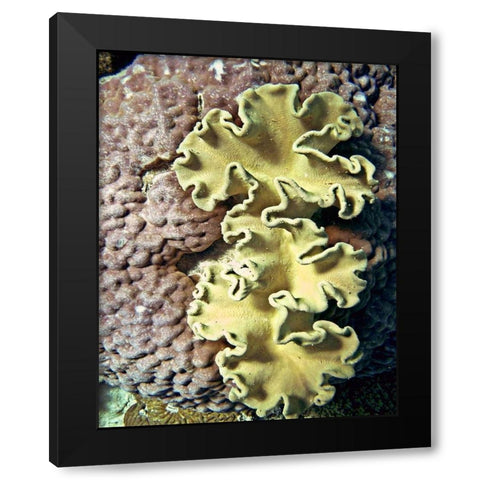 Barrier Reef Coral IV Black Modern Wood Framed Art Print with Double Matting by Mansfield, Kathy