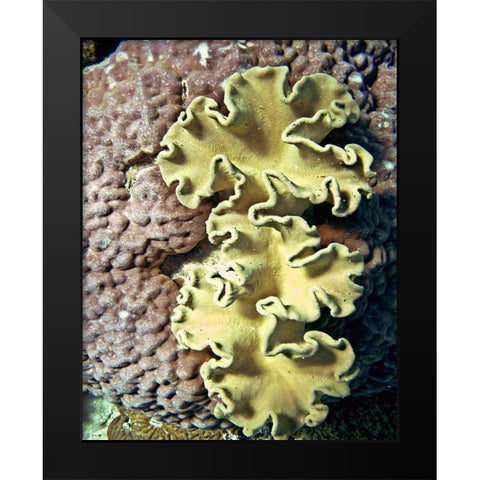 Barrier Reef Coral IV Black Modern Wood Framed Art Print by Mansfield, Kathy