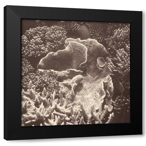 Sepia Barrier Reef Coral III Black Modern Wood Framed Art Print by Mansfield, Kathy