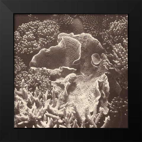 Sepia Barrier Reef Coral III Black Modern Wood Framed Art Print by Mansfield, Kathy