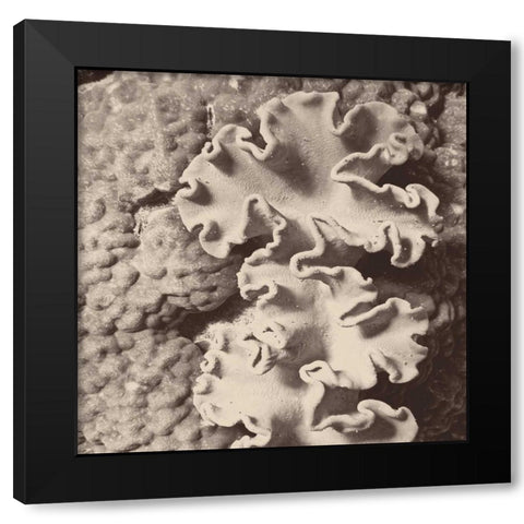 Sepia Barrier Reef Coral IV Black Modern Wood Framed Art Print with Double Matting by Mansfield, Kathy