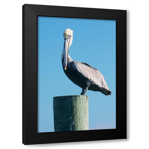 Pelican Perched II Black Modern Wood Framed Art Print by Mansfield, Kathy