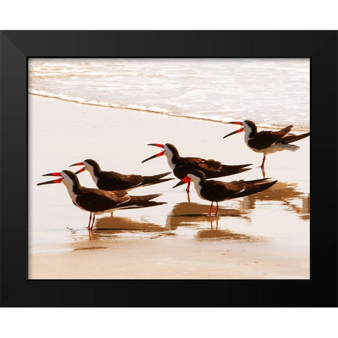 Black Skimmers II Black Modern Wood Framed Art Print by Mansfield, Kathy