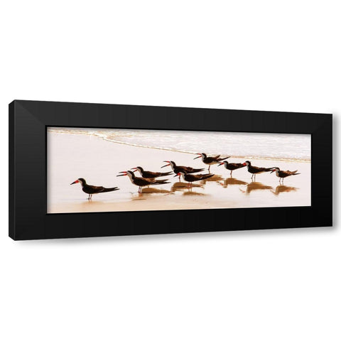 Black Skimmers II Black Modern Wood Framed Art Print by Mansfield, Kathy