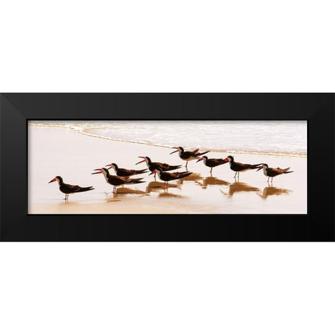 Black Skimmers II Black Modern Wood Framed Art Print by Mansfield, Kathy