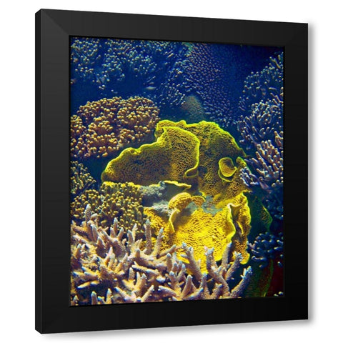 Barrier Reef Coral III Black Modern Wood Framed Art Print with Double Matting by Mansfield, Kathy