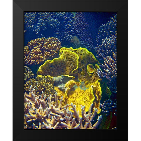 Barrier Reef Coral III Black Modern Wood Framed Art Print by Mansfield, Kathy