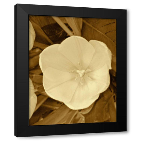 Sepia Blooms II Black Modern Wood Framed Art Print by Rodriguez, Jairo