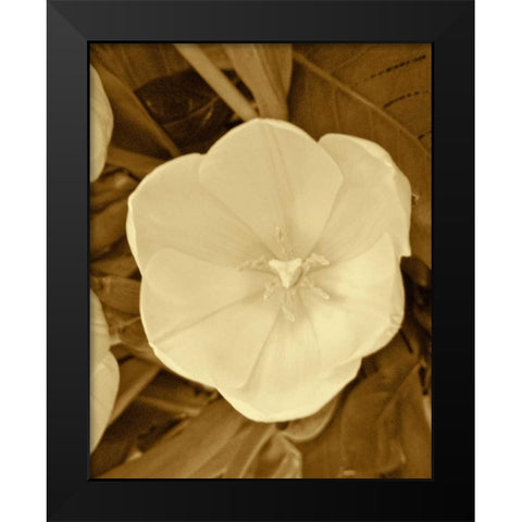 Sepia Blooms II Black Modern Wood Framed Art Print by Rodriguez, Jairo
