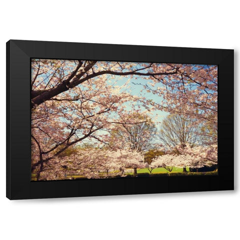Blossom Beauty I Black Modern Wood Framed Art Print with Double Matting by Mansfield, Kathy