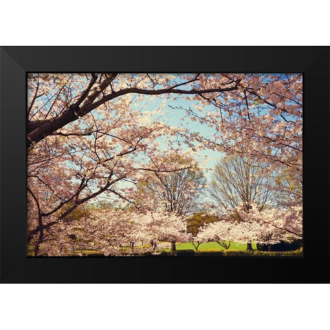 Blossom Beauty I Black Modern Wood Framed Art Print by Mansfield, Kathy