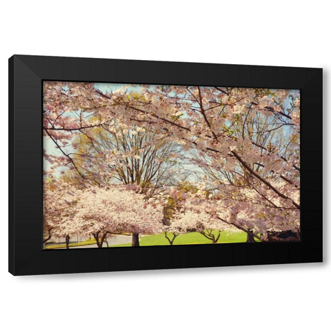 Blossom Beauty II Black Modern Wood Framed Art Print by Mansfield, Kathy
