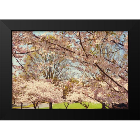 Blossom Beauty II Black Modern Wood Framed Art Print by Mansfield, Kathy